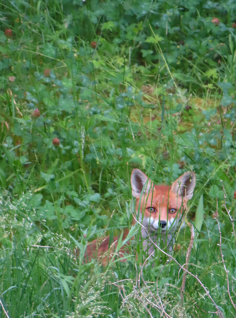 Rotfuchs lauert im dichten Krautsaum am Waldrand mit Gräsern und Sträuchern